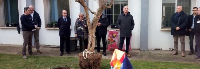 Ricerca, a Salerno piantato  un melograno per i bambini malati