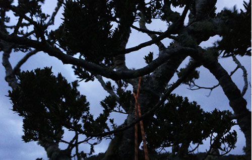 Iniziato abbattimento alberi malati in Via Rebecca Guarna a Salerno