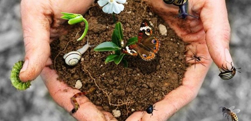 Lo stato della biodiversità mondiale per l’alimentazione e l’agricoltura: il 22 febbraio la presentazione del rapporto