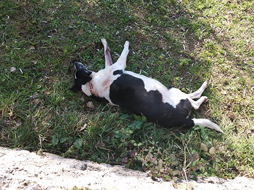 Nascono i cuccioli della cagnolina presa a fucilate nel salernitano