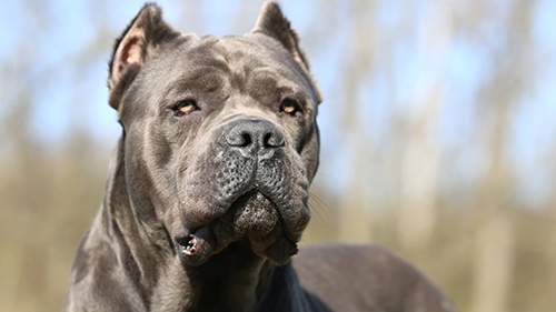 Due cani Còrso aggrediscono e uccidono cane di piccola taglia