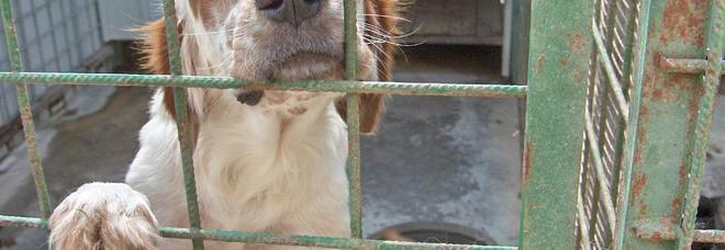 Cani maltrattati, senza chip e chiusi dentro box fatiscenti: sanzioni a Padula