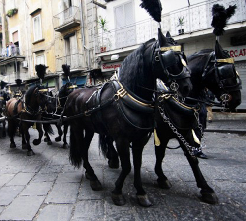 Roccapiemonte: botti durante funerale, muore cavallo carro funebre