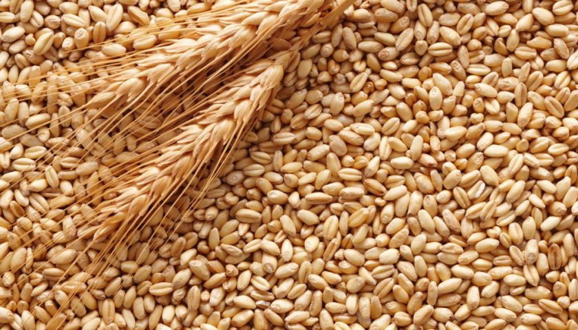 Sicurezza alimentare, sequestrate mille tonnellate di grano a Salerno: valevano oltre 200mila euro