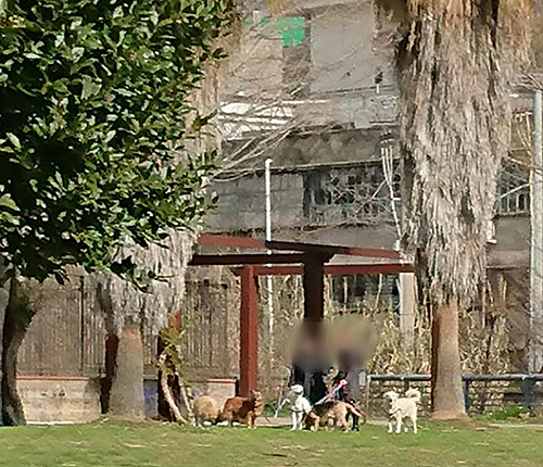 Con i cani senza museruola all’interno del Parco Pinocchio