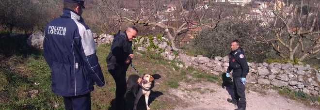 Polpette avvelenate per uccidere i cani: task force per scoprire il killer