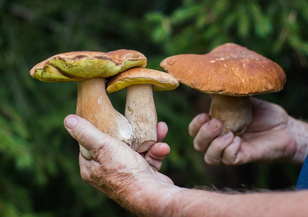 Nei funghi l’elisir per il cervello, dimezzano il rischio di declino