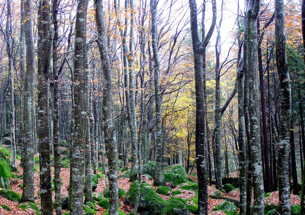 Il 2018 peggior anno per le foreste in Italia, colpa dei cambiamenti climatici