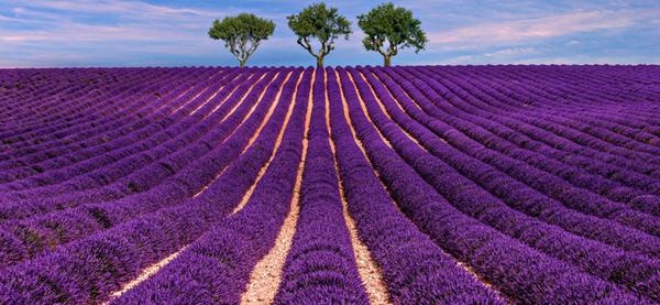 Viaggiare inseguendo i fiori dall’Olanda alle Azzorre