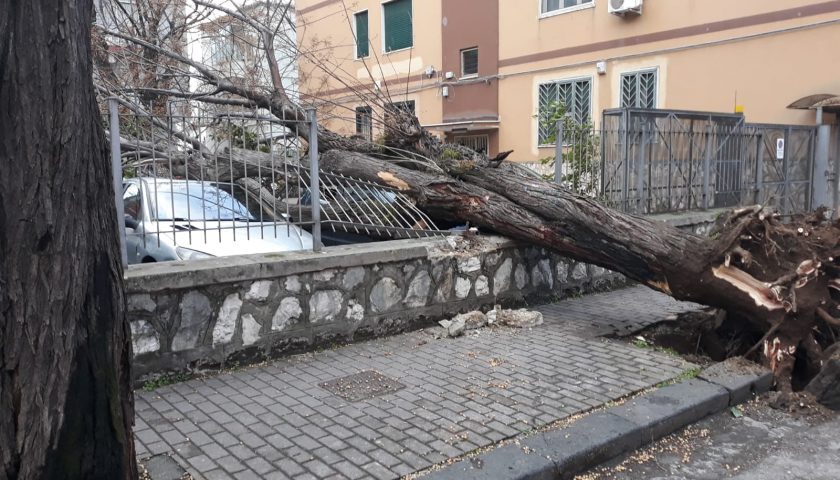 Maltempo a Salerno: cade albero a Torrione, distrutta cancellata e danni ad auto in sosta