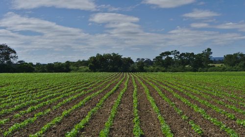 Agricoltura: LiberiAgricoltori Salerno si rinnova. Focus su multifunzionalità, innovazione e ricambio generazionale
