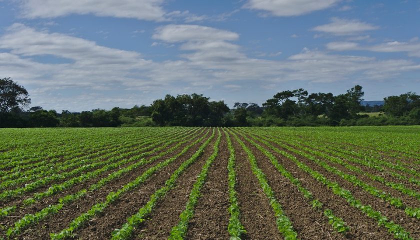 Movimento Nazionale: “Crisi del primario insostenibile, occorre ridare dignità all’Agricoltura”