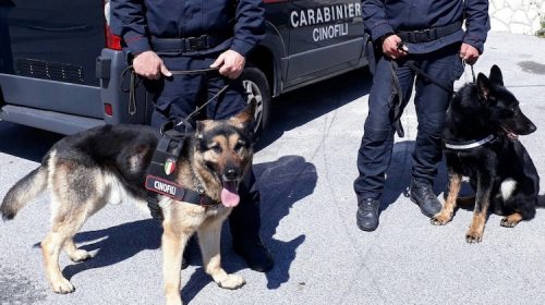 Cani delle unità cinofile scovano droga nascosta in un bar ad Auletta