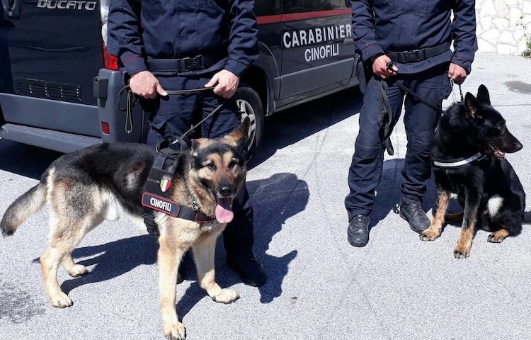 Sapri: spacciatore incastrato dal fiuto canino di Olli e Nino