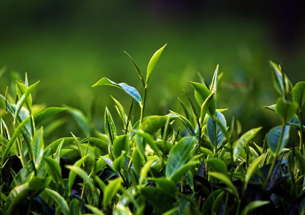 Il tè verde aiuta a lottare contro l’obesità