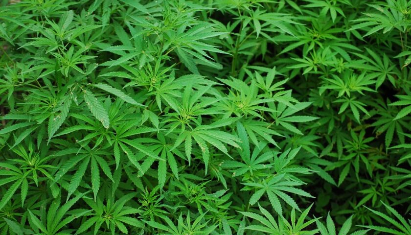 Cannabis, sequestri in quattro negozi a Salerno