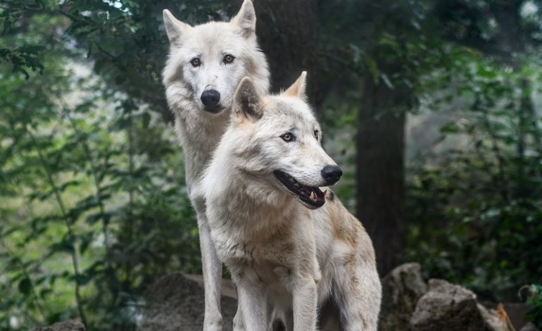 Mucche sbranate dai lupi nel Cilento, il Parco paga i danni