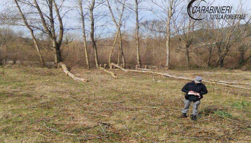 Romagnano al Monte, taglio di alberi senza autorizzazione: denunciato l’autore e sequestrata la refurtiva