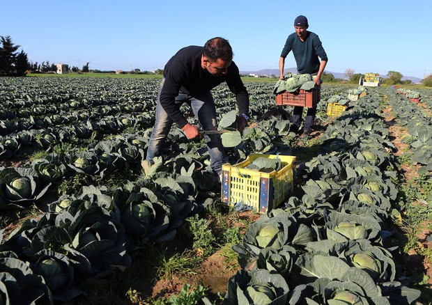 In agricoltura tornano gli italiani, stranieri -5%