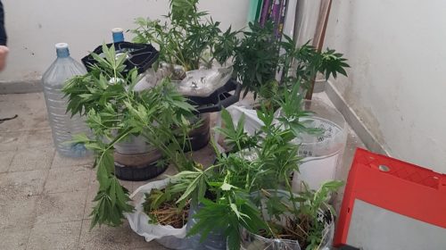 Maiori, blitz in un negozio ambulante di Erchie: sequestrati 29 grammi di marijuana Maiori, blitz in un negozio ambulante di Erchie: sequestrati 29 grammi di marijuana