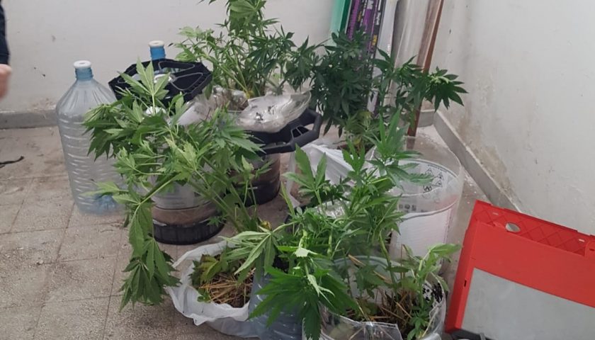 Coltivava marijuana nel giardino, nei guai 52enne di Castellabate