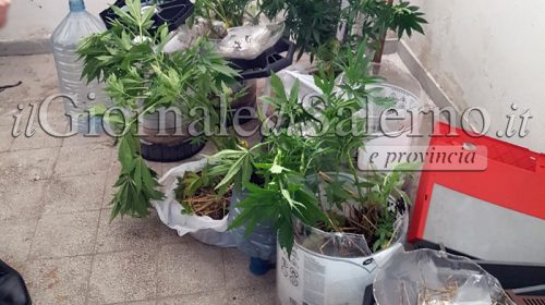 marijuana collina sant'andrea nocera inferiore