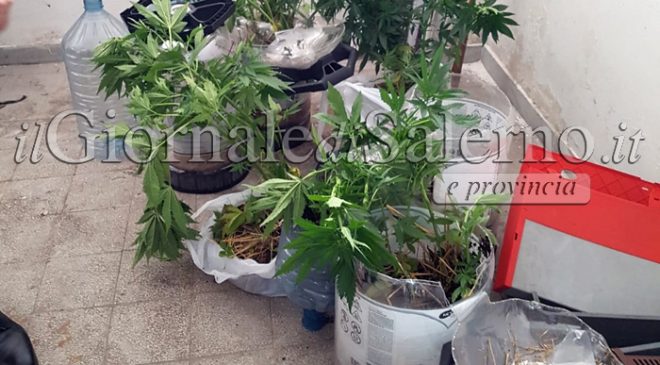 marijuana collina sant'andrea nocera inferiore