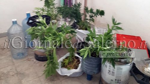 marijuana collina sant'andrea nocera inferiore