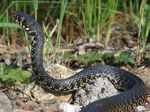 Paura a Torchiara: vipera davanti la scuola media