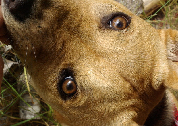 Avere un cane è una questione di Dna