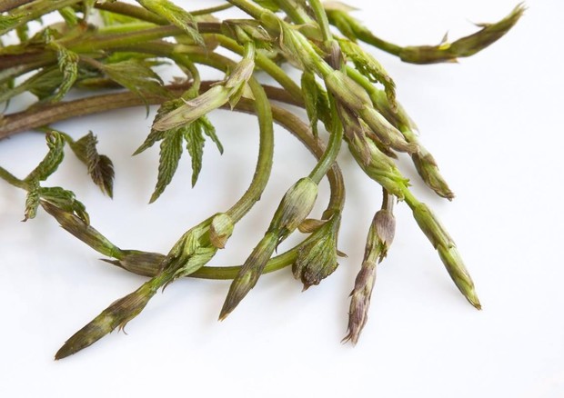 Nasce l’idroluppolo, coltura senza terra produce il quadruplo