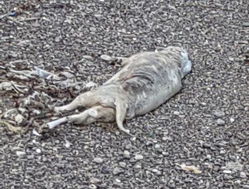 Salerno: orrore sulla spiaggia, trovato un cane morto