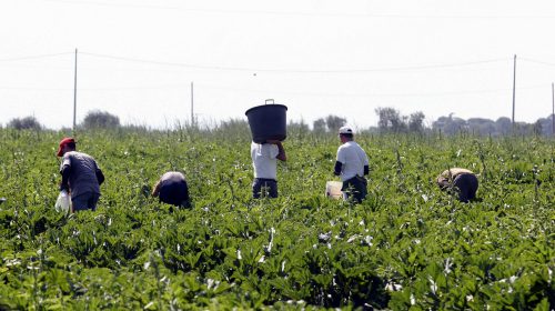 Caldo estremo, Confagricoltura Campania: “Tutela lavoratori prioritaria, ma no stop produttività”