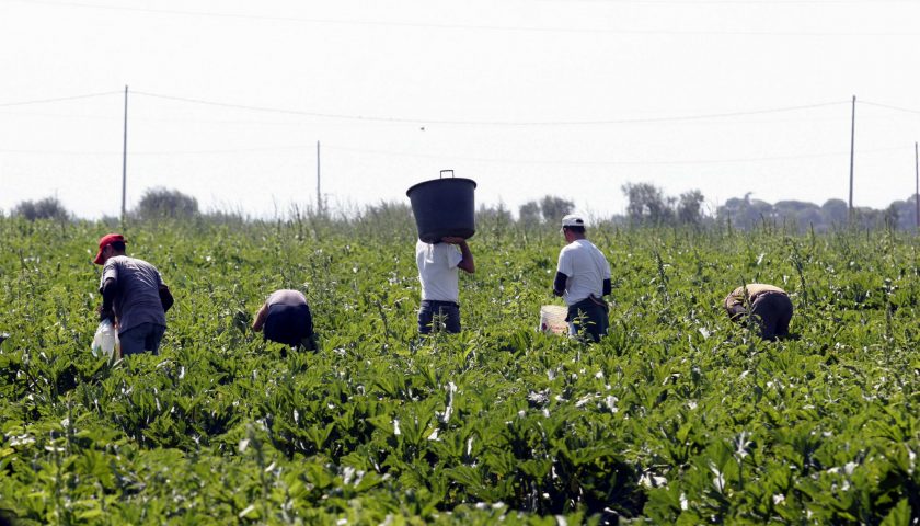 Agro mafia e caporalato in Campania, 11mila gli irregolari