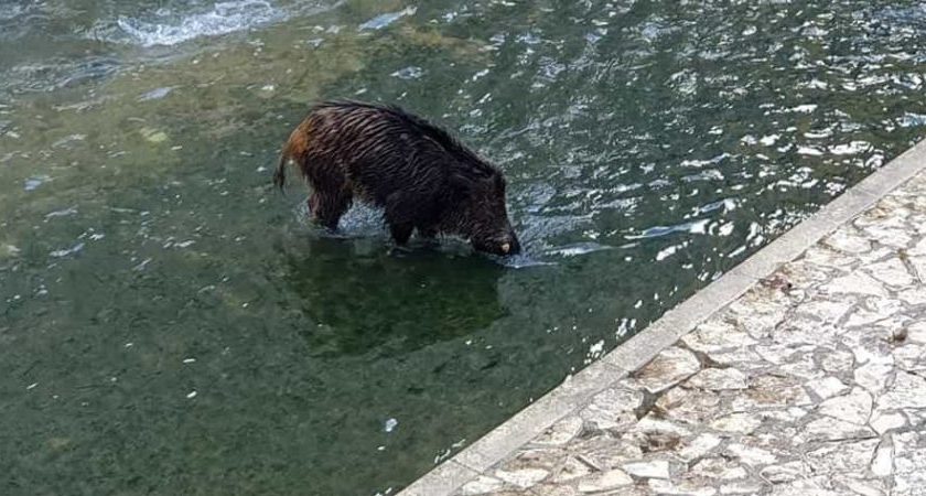 Salerno: un cinghiale sulle rive del fiume Irno