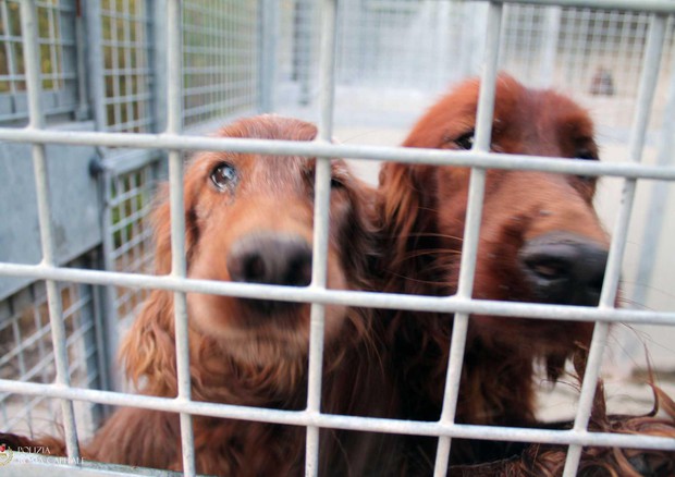 Al via iter legge per divieto di consumo della carne di cane