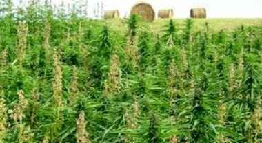Sequestrata una piantagione di marijuana a Matinella