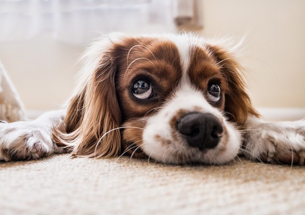 Lo stress di cani e uomini è ‘sincronizzato’