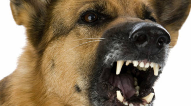 Teggiano, branco di cani azzanna 74enne