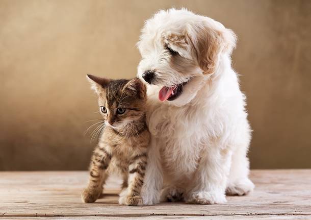 Incidente ad Ostaglio, donna evita di investire un gatto ma finisce con l’auto nella cunetta