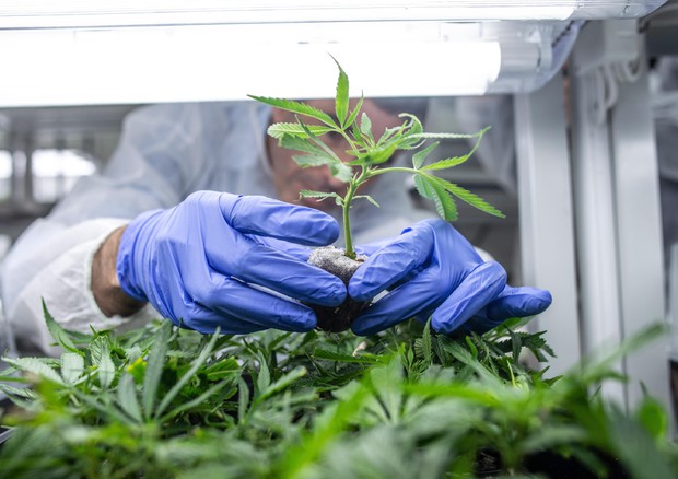 Cannabis legale: da quattro anni se ne parla alle Camere. Che fine ha fatto?