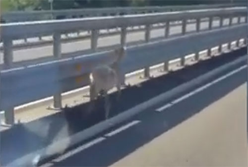 Capretta vaga impaurita sull’A2 del Mediterraneo: salvata da tre operai valdianesi