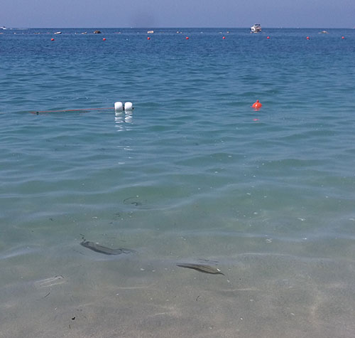 Chiazze a mare, Salerno Sistemi: “Causate dai lavori d’urgenza che hanno mandato in piena il torrente Mariconda”