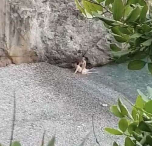 Amplesso in spiaggia, il video è virale su Whatsapp: turisti “hot” scambiati per persone di Ravello