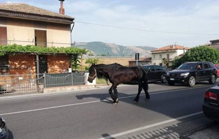 Cavallo vaga sulla Strada Statale 19, salvato da automobilista