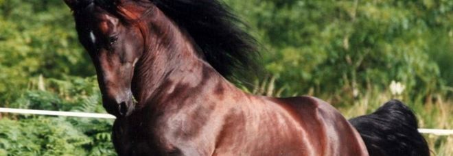 Ferito a 6 anni dal cavallo, maxi multa al proprietario