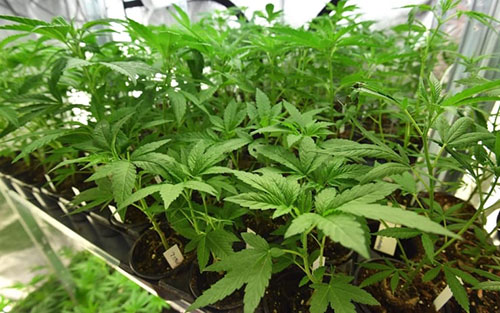 Monti Lattari: Carabinieri individuano oltre 3000 piante di cannabis