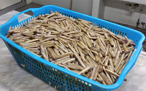 Pesce di provenienza non certificata, sequestrati 35 kg di cannolicchi al Centro Agroalimentare di Salerno
