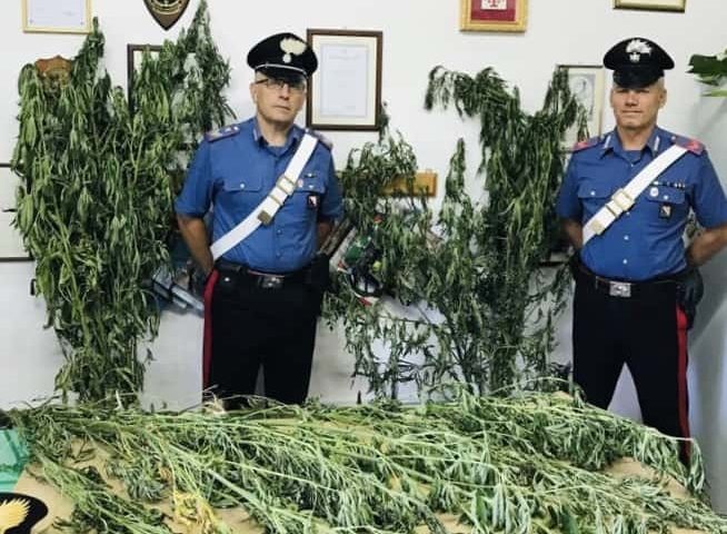 Tramonti: scoperta piantagione di marijuana a 1000 metri d’altitudine