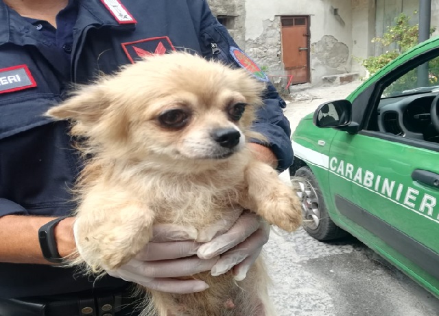 Cani maltrattati, tratti in salvo i cuccioli e denunciato l’autore